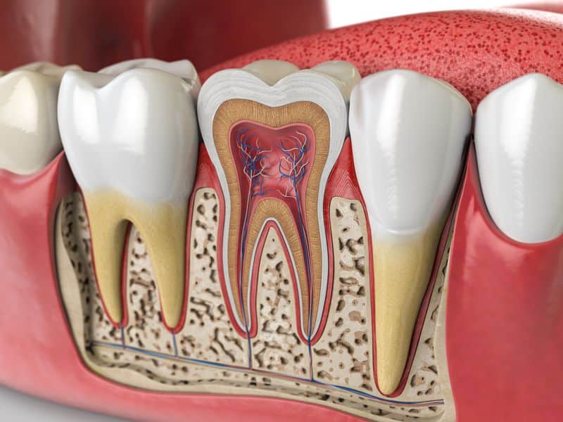 Human Teeth Anatomy